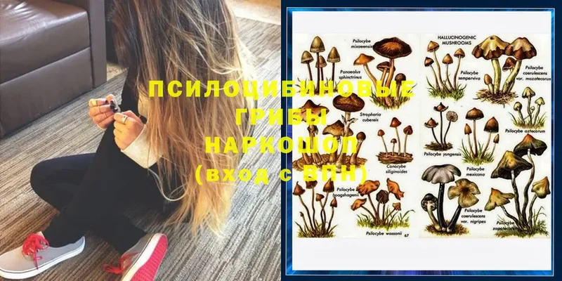 Псилоцибиновые грибы Cubensis  Данков 